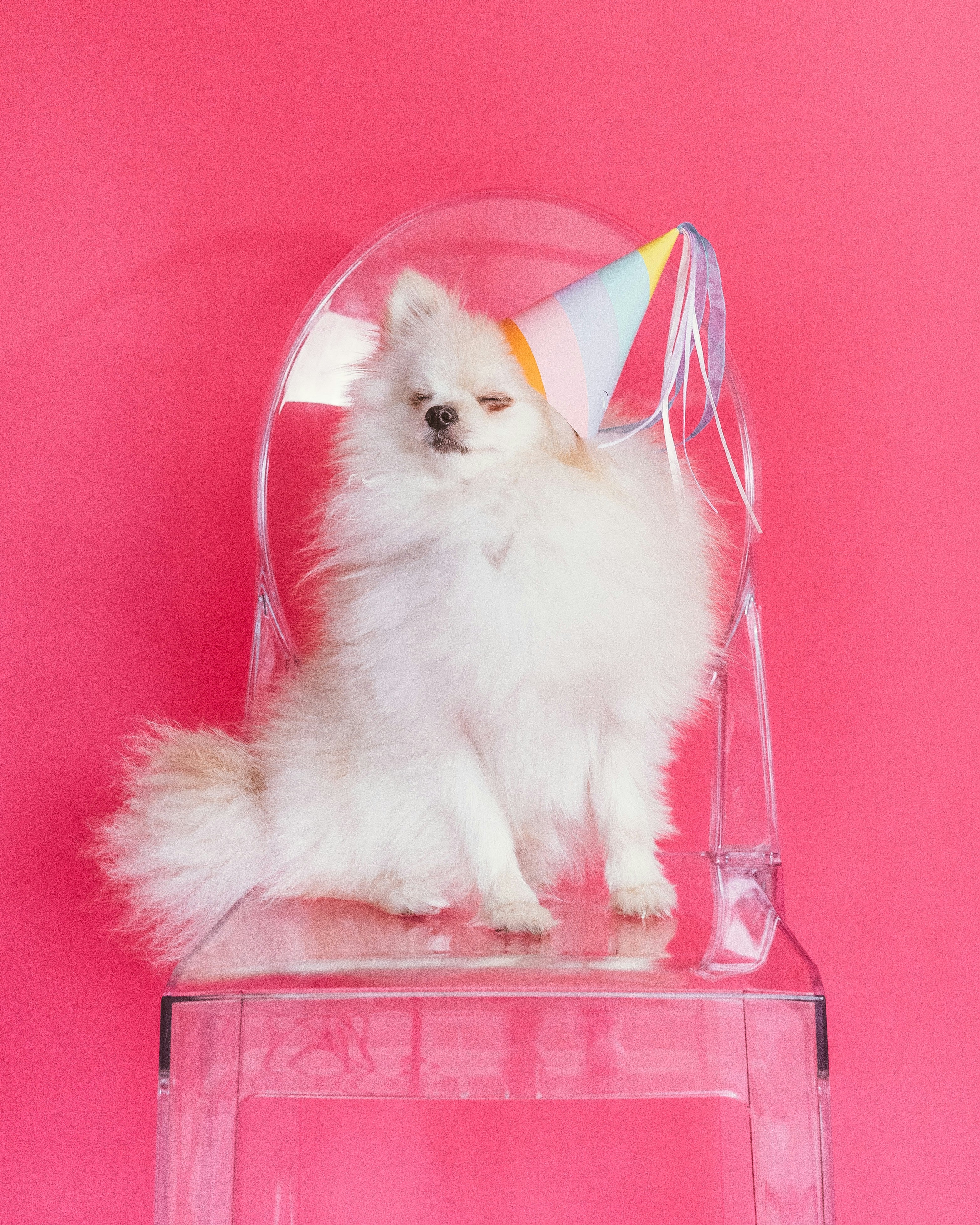 How to Throw the Perfect Dog Birthday Party