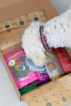 Dog interacting with a pet product box containing toys and accessories.