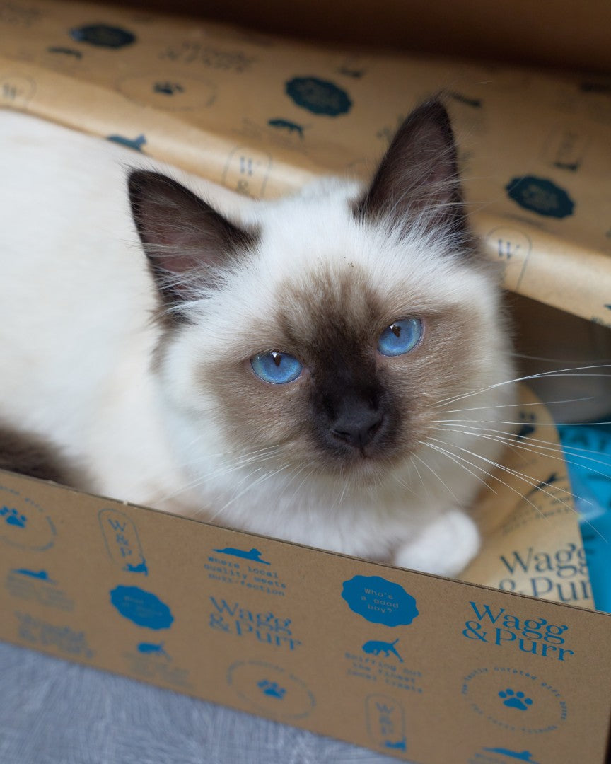 The Little Purr
