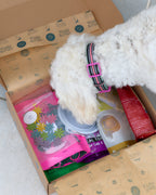 Dog with a collar peeking out from a box of pet products